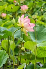 echo-park-lake-lotus-flowers