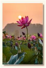 lotus-flower-5-