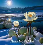 hoa-sen-chao-ngay-moi