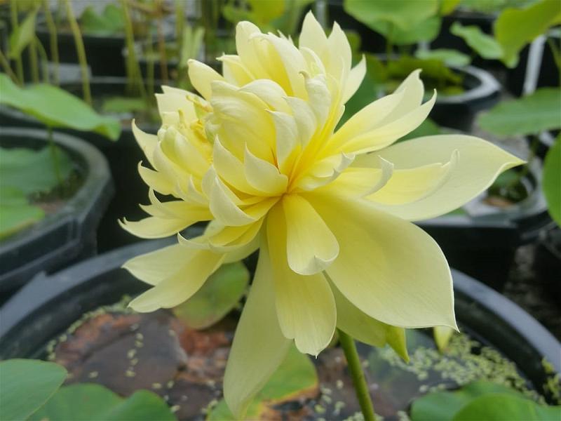 hoa sen vang 3