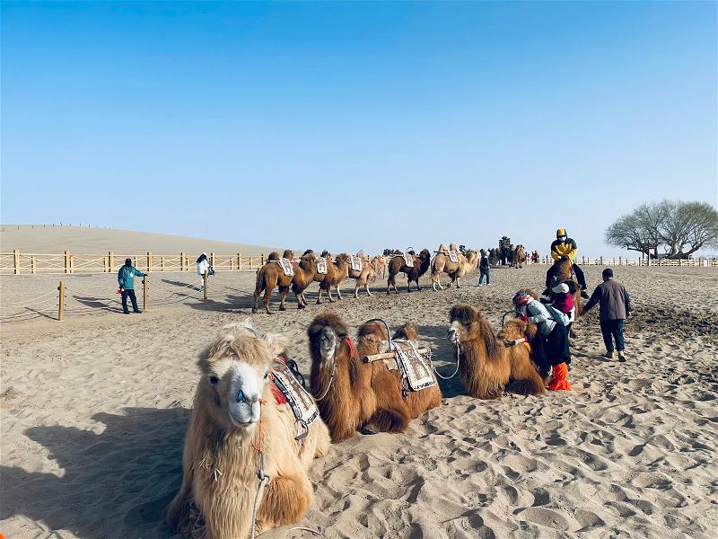 Gobi 020