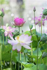 lotus-flower-10-