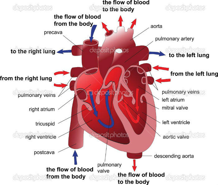 human-heart-cross-section