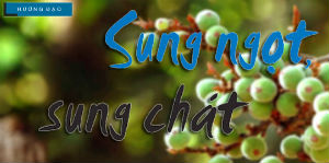 sung-ngot-sung-chat