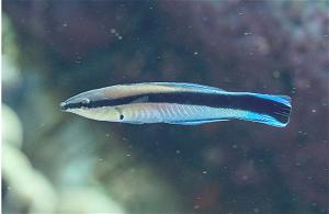 _B1 ca Bluestreak cleaner wrasse co y thuc cam tho