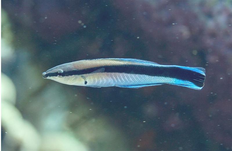 _B1 ca Bluestreak cleaner wrasse co y thuc cam tho