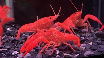 crayfish