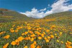 popy-at-walker-canyon-lake-elsinore