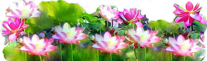 lotuses2