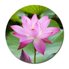 lotus flower (4)