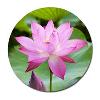 lotus-flower-4-