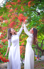 hoa-phuong