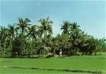 langquevietnam