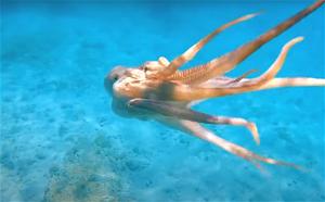 _B2 bach tuoc Octopus