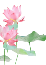 lotus-flower-12-