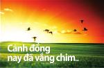 canh-dong-vang-chim-300x197