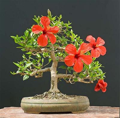 A 30 year old Hibiscus