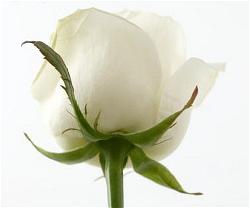 white_rose