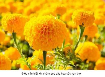 hoa vaan tho