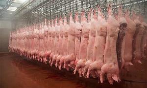 Pig-carcasses-hanging-in--009