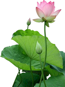 lotus hoa sen
