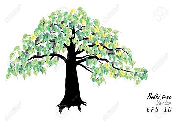 Bodhi-tree-green-