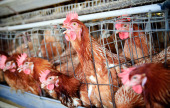 chickens_brown_cage