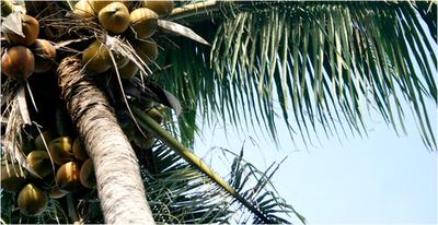 coconut_tree