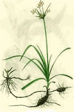huong-phu
