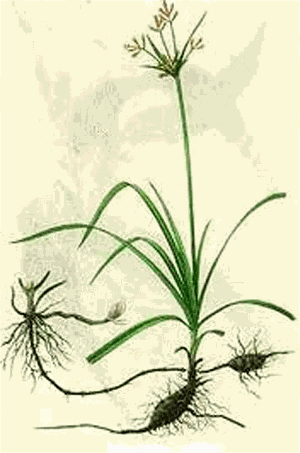 huong-phu