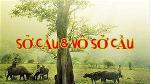 so-cau-vo-so-cau