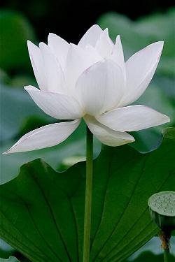 lotus trang white