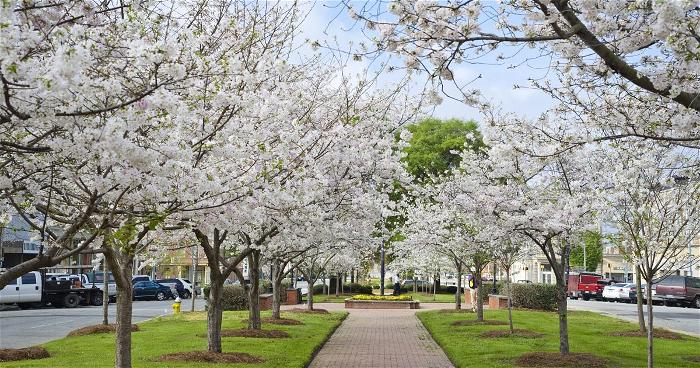 Cherry Blossom Festival in Macon, GA