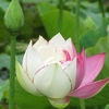 hoa-sen-hai-mau-2sm